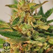 Reeferman Seeds CBD Willie